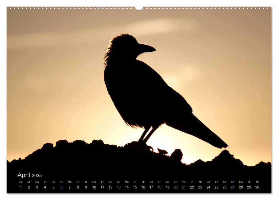 Rabenschwarze Impressionen - meike-ajo-dettlaff.de via wildvogelhlfe.org (CALVENDO Premium Wandkalender 2025)
