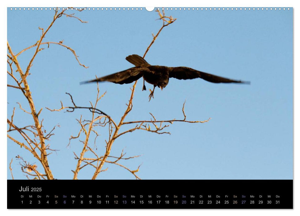 Rabenschwarze Impressionen - meike-ajo-dettlaff.de via wildvogelhlfe.org (CALVENDO Premium Wandkalender 2025)