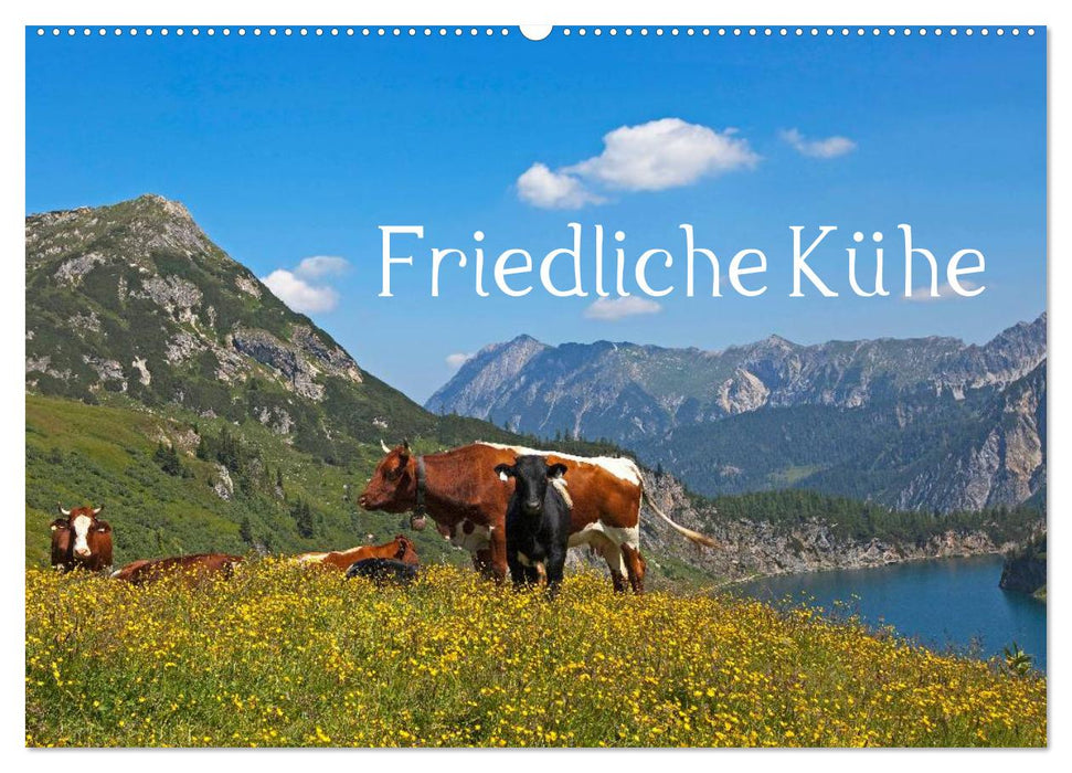 Friedliche Kühe (CALVENDO Wandkalender 2025)