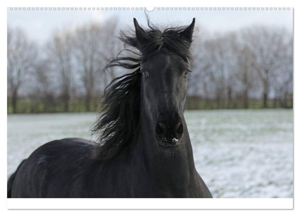 Friesen - Schönheit, Kraft und Eleganz (CALVENDO Premium Wandkalender 2025)