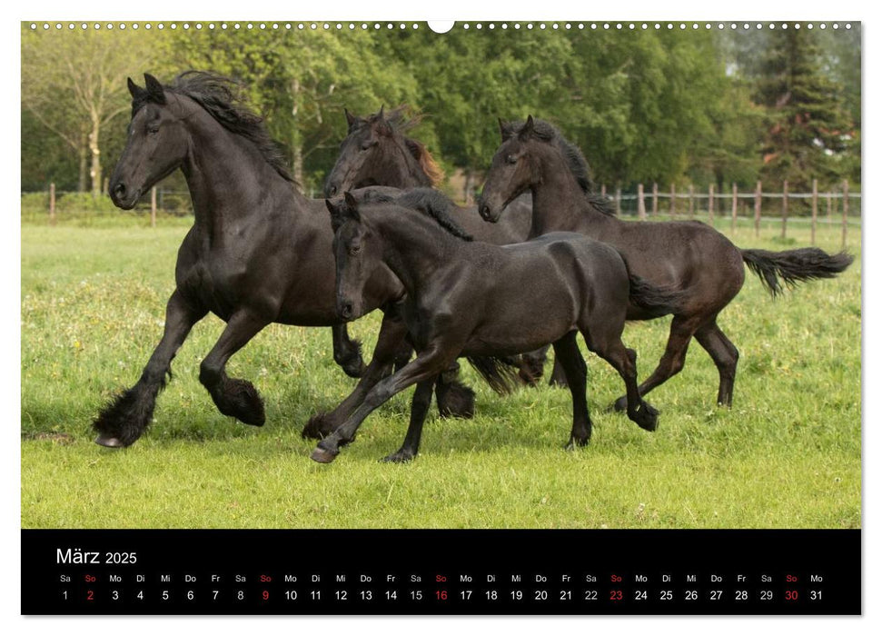 Friesen - Schönheit, Kraft und Eleganz (CALVENDO Premium Wandkalender 2025)