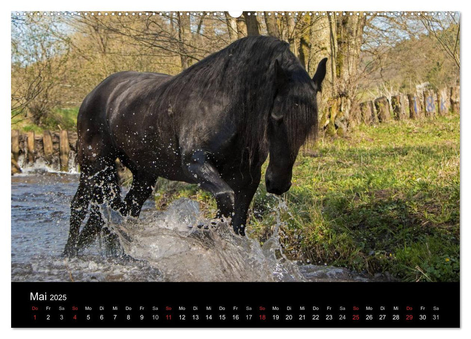 Friesen - Schönheit, Kraft und Eleganz (CALVENDO Premium Wandkalender 2025)