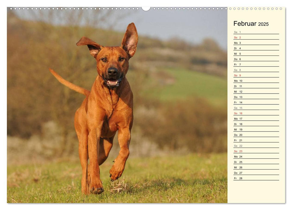 Rhodesian Ridgeback 2025 (CALVENDO Premium Wandkalender 2025)