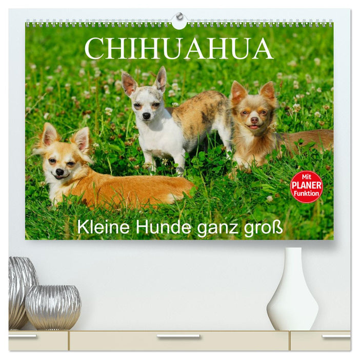 Chihuahua - Kleine Hunde ganz groß (CALVENDO Premium Wandkalender 2025)