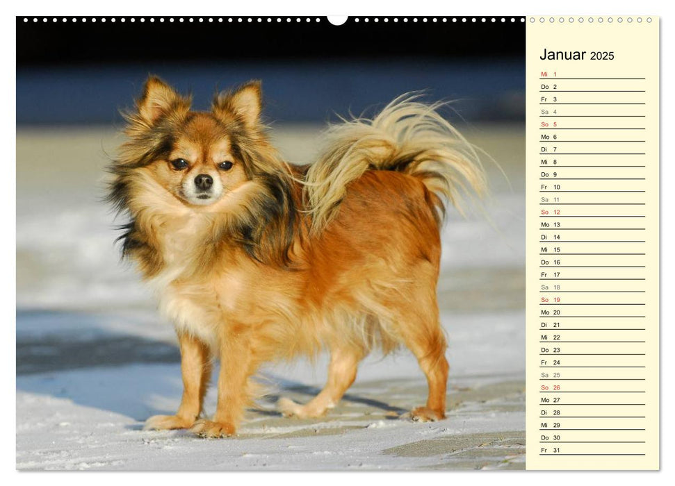 Chihuahua - Kleine Hunde ganz groß (CALVENDO Premium Wandkalender 2025)