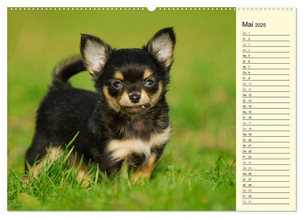 Chihuahua - Kleine Hunde ganz groß (CALVENDO Premium Wandkalender 2025)