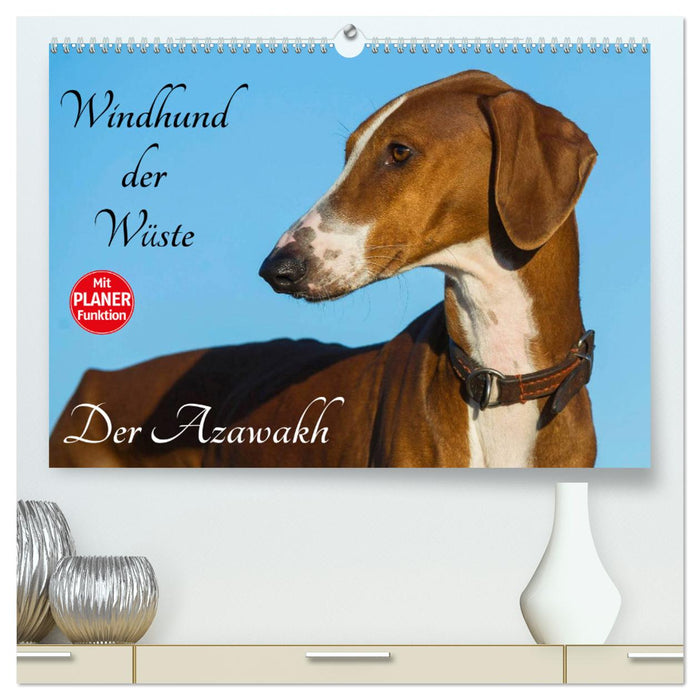 Windhund der Wüste - Der Azawakh (CALVENDO Premium Wandkalender 2025)