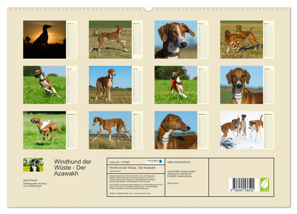 Windhund der Wüste - Der Azawakh (CALVENDO Premium Wandkalender 2025)
