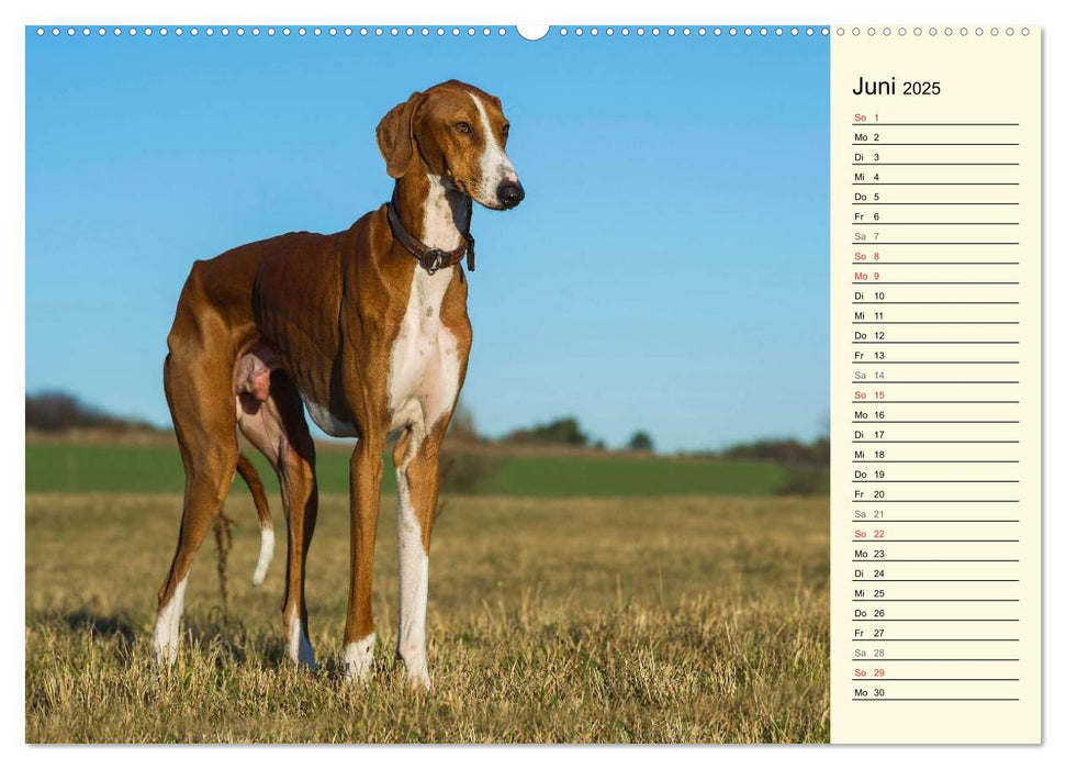 Windhund der Wüste - Der Azawakh (CALVENDO Premium Wandkalender 2025)