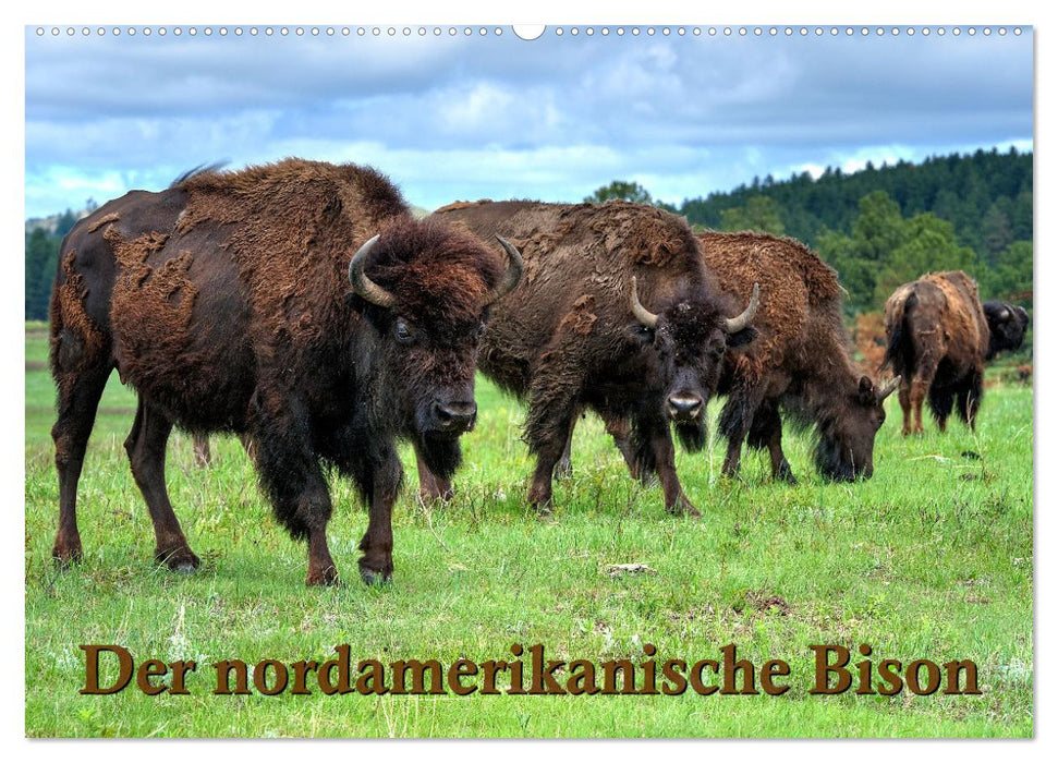 Der nordamerikanische Bison (CALVENDO Wandkalender 2025)