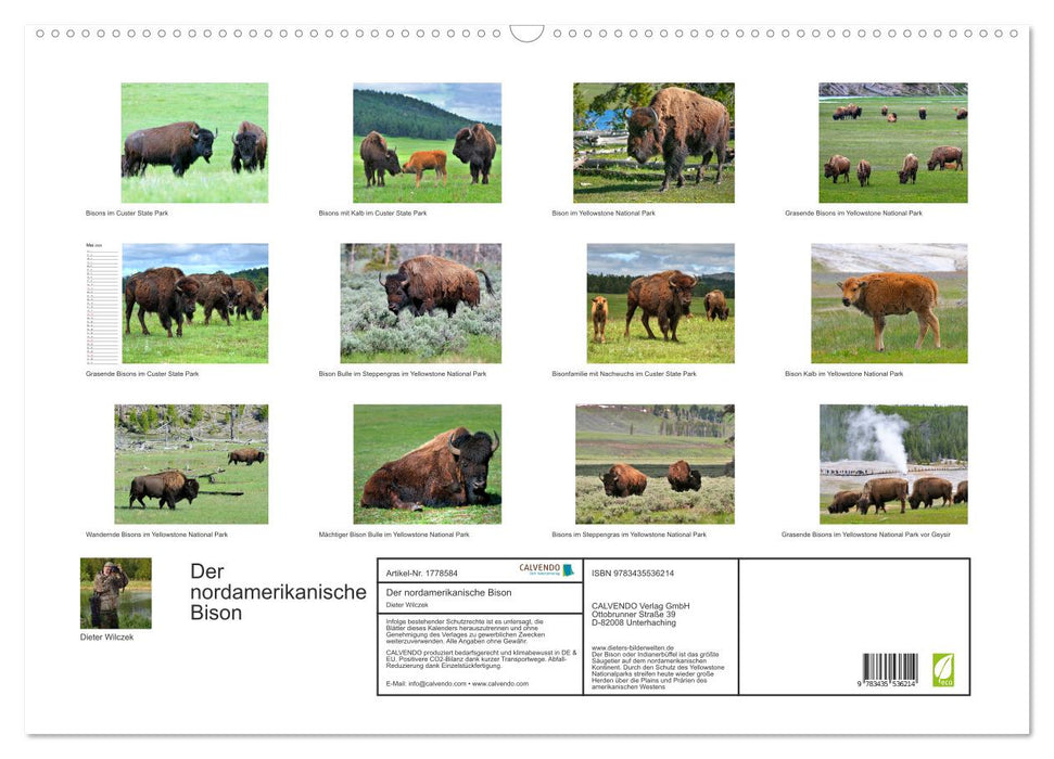 Der nordamerikanische Bison (CALVENDO Wandkalender 2025)