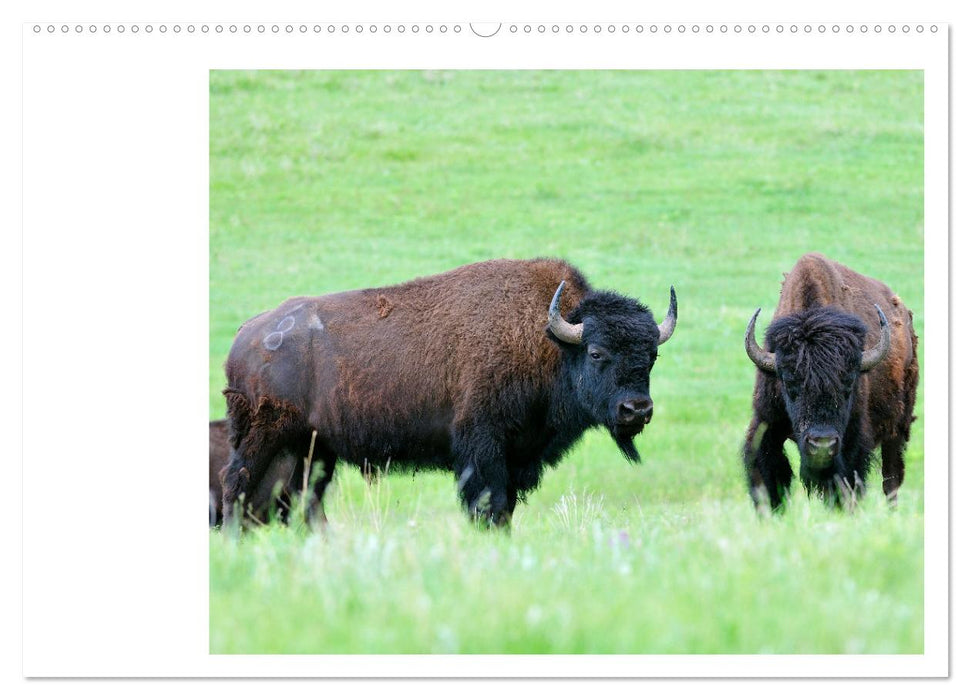 Der nordamerikanische Bison (CALVENDO Wandkalender 2025)