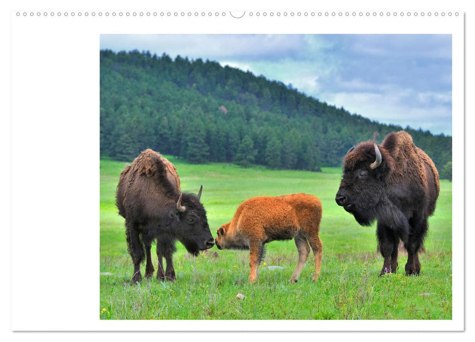 Der nordamerikanische Bison (CALVENDO Wandkalender 2025)