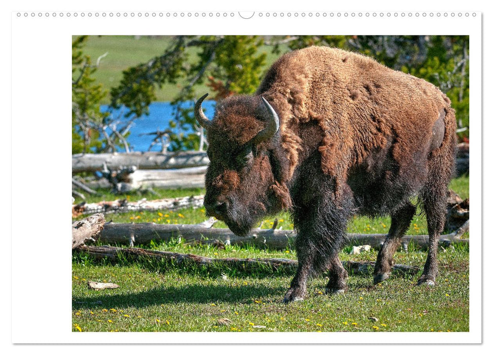 Der nordamerikanische Bison (CALVENDO Wandkalender 2025)