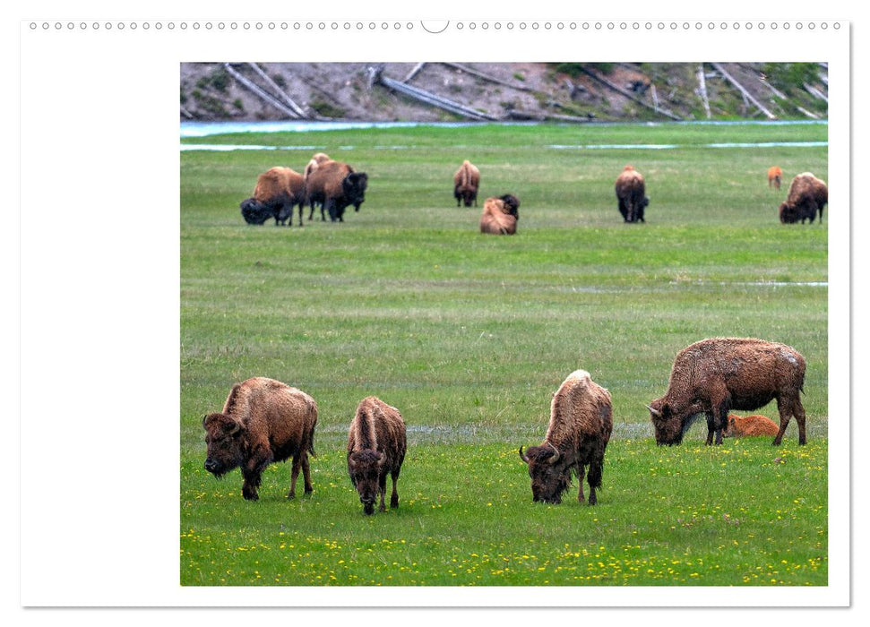 Der nordamerikanische Bison (CALVENDO Wandkalender 2025)