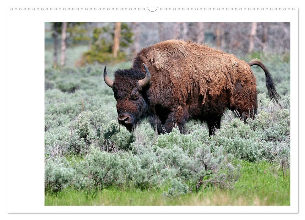 Der nordamerikanische Bison (CALVENDO Wandkalender 2025)