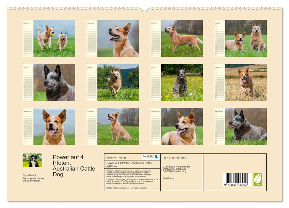 Power auf 4 Pfoten. Australian Cattle Dog (CALVENDO Premium Wandkalender 2025)