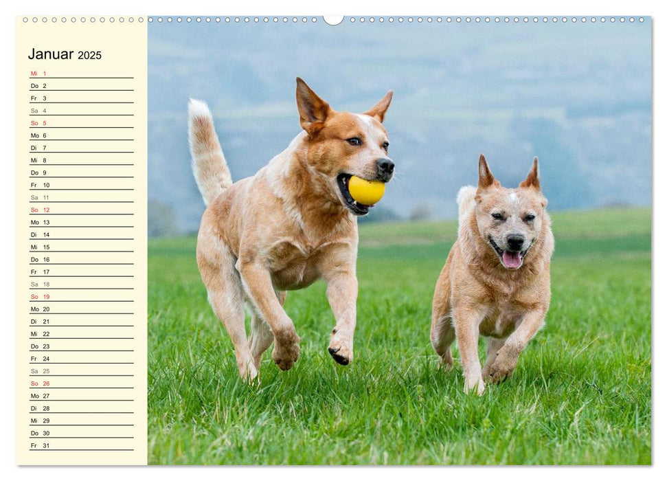 Power auf 4 Pfoten. Australian Cattle Dog (CALVENDO Premium Wandkalender 2025)