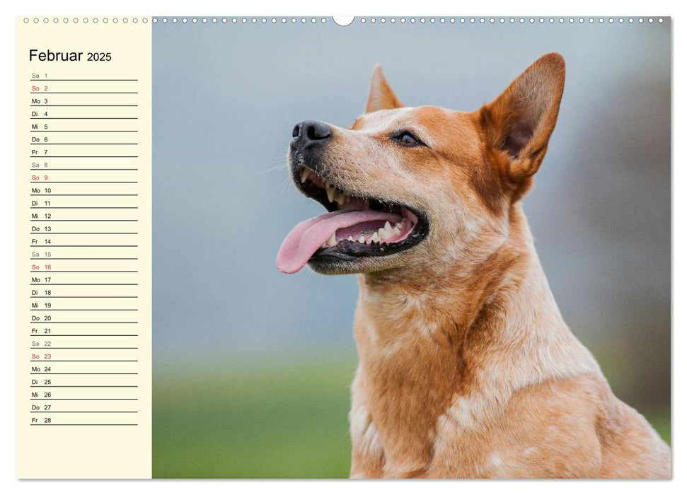 Power auf 4 Pfoten. Australian Cattle Dog (CALVENDO Premium Wandkalender 2025)