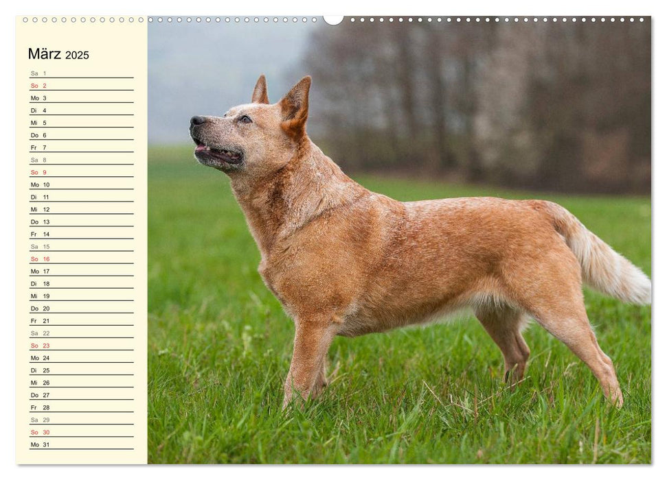 Power auf 4 Pfoten. Australian Cattle Dog (CALVENDO Premium Wandkalender 2025)