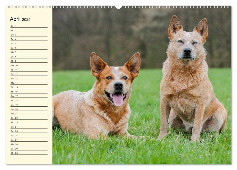 Power auf 4 Pfoten. Australian Cattle Dog (CALVENDO Premium Wandkalender 2025)