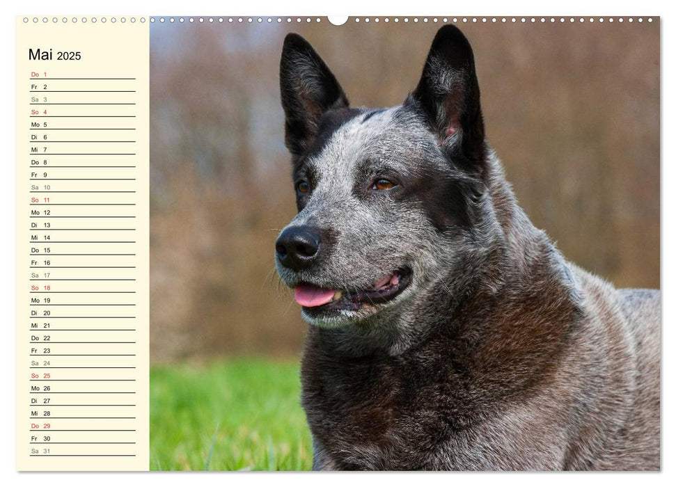 Power auf 4 Pfoten. Australian Cattle Dog (CALVENDO Premium Wandkalender 2025)