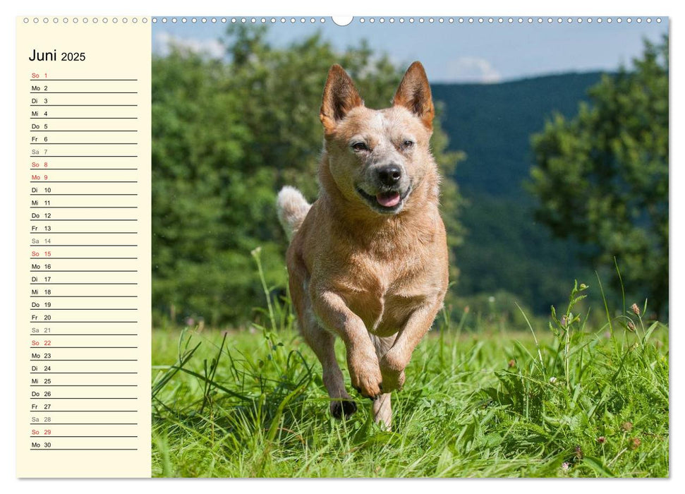 Power auf 4 Pfoten. Australian Cattle Dog (CALVENDO Premium Wandkalender 2025)