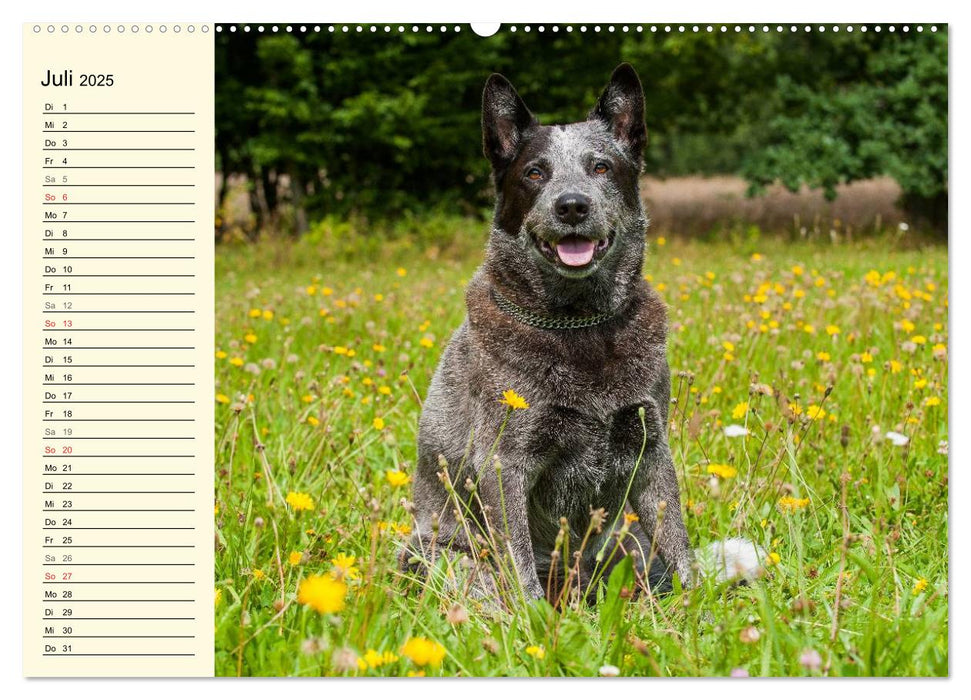 Power auf 4 Pfoten. Australian Cattle Dog (CALVENDO Premium Wandkalender 2025)