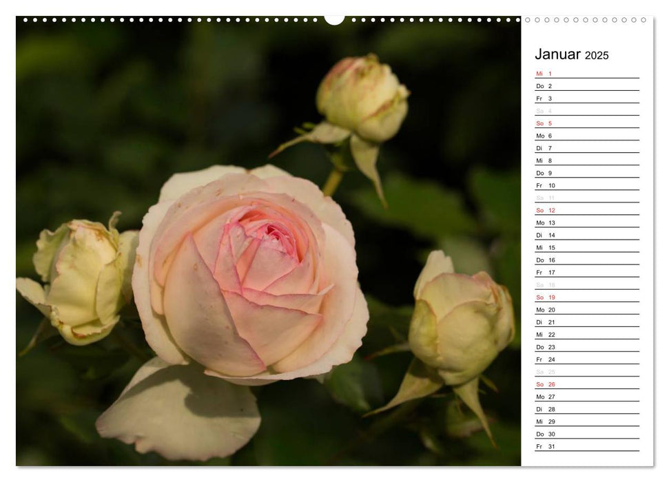 Zauberhafte Rosen (CALVENDO Premium Wandkalender 2025)