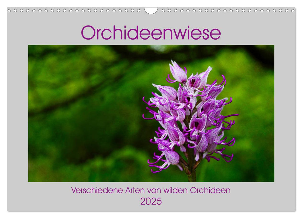 Orchideenwiese 2025 (CALVENDO Wandkalender 2025)