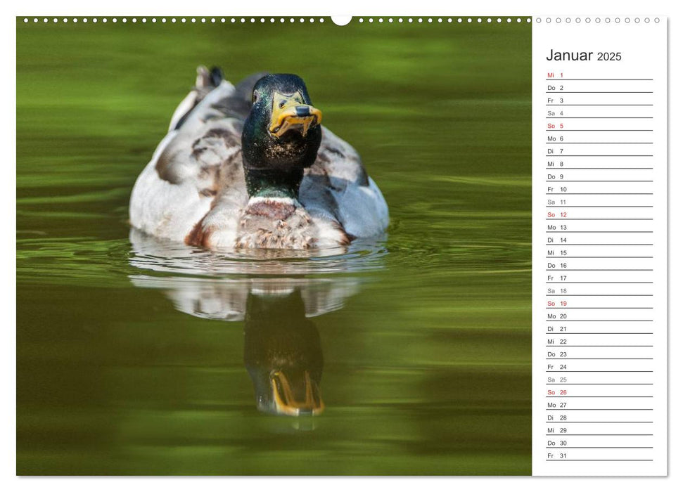 Emotionale Momente: Die Stockente. (CALVENDO Premium Wandkalender 2025)