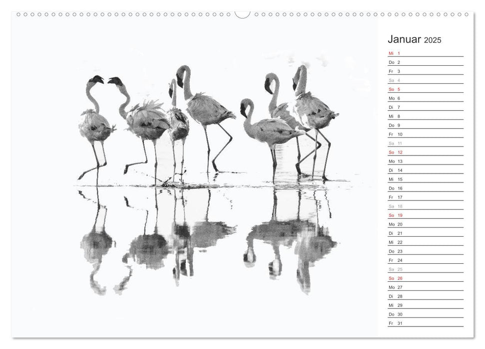 Flamingo Impressionen 2025 (CALVENDO Premium Wandkalender 2025)