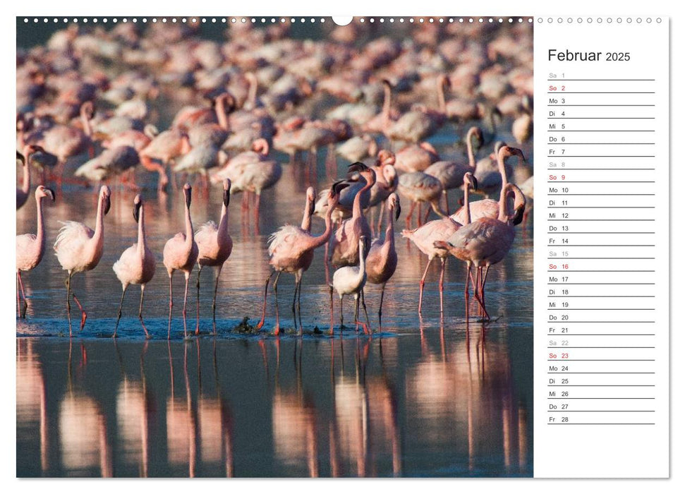 Flamingo Impressionen 2025 (CALVENDO Premium Wandkalender 2025)