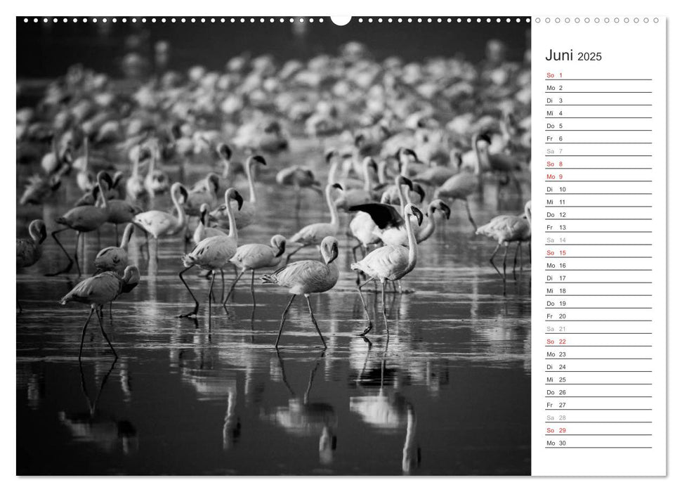 Flamingo Impressionen 2025 (CALVENDO Premium Wandkalender 2025)