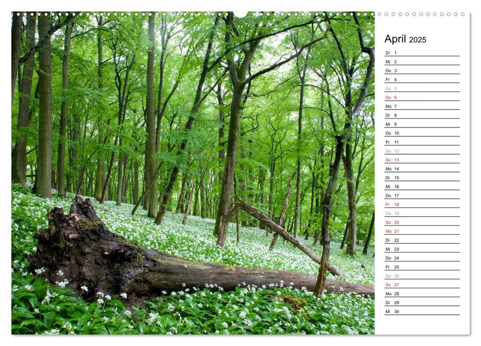 DER STEIGERWALD - Impressionen einer Landschaft (CALVENDO Premium Wandkalender 2025)