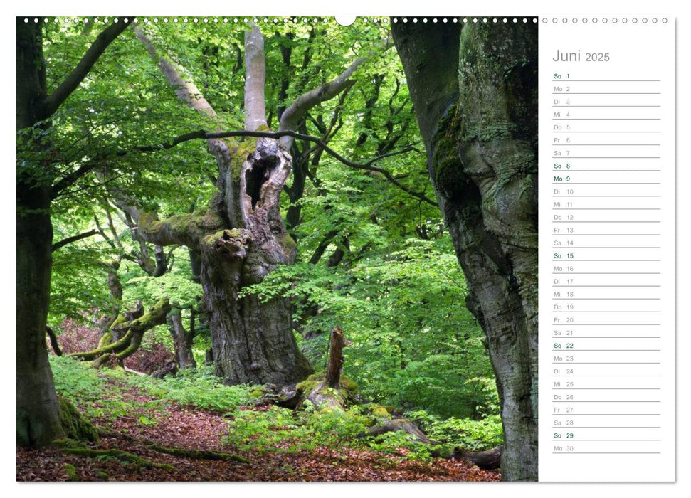 Im Deutschen Wald 2025 - ein Notizkalender (CALVENDO Premium Wandkalender 2025)