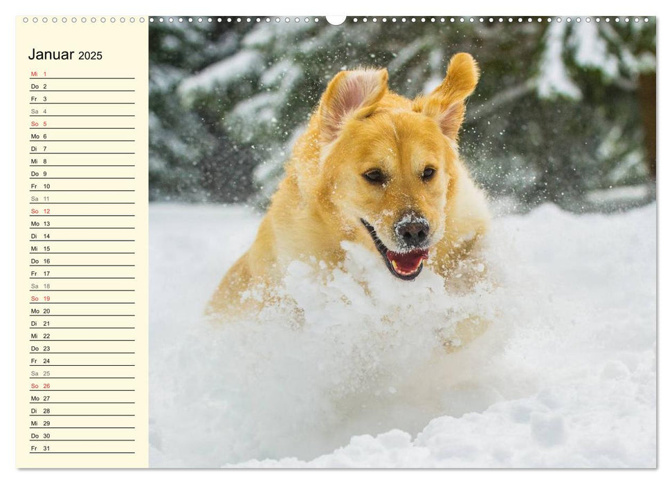 Das Glück hat einen Namen - Golden Retriever (CALVENDO Premium Wandkalender 2025)