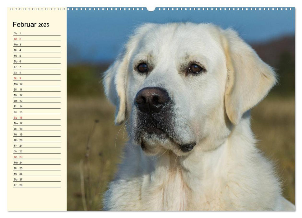 Das Glück hat einen Namen - Golden Retriever (CALVENDO Premium Wandkalender 2025)