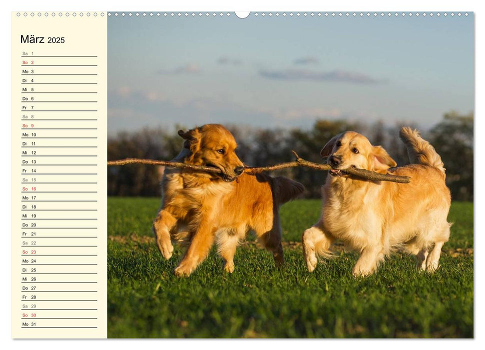 Das Glück hat einen Namen - Golden Retriever (CALVENDO Premium Wandkalender 2025)