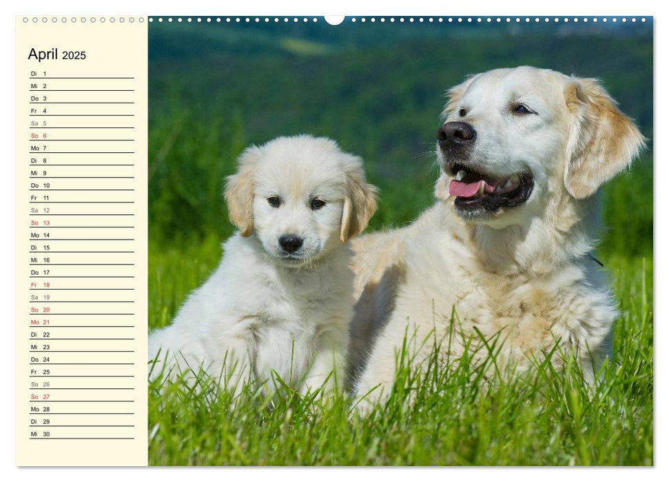 Das Glück hat einen Namen - Golden Retriever (CALVENDO Premium Wandkalender 2025)