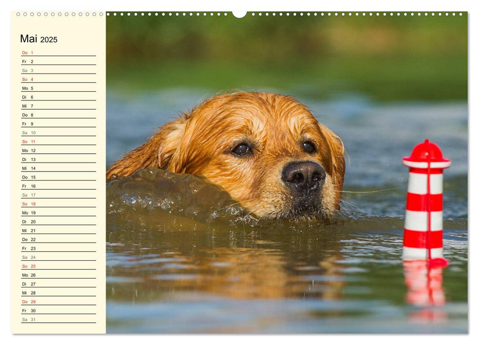 Das Glück hat einen Namen - Golden Retriever (CALVENDO Premium Wandkalender 2025)