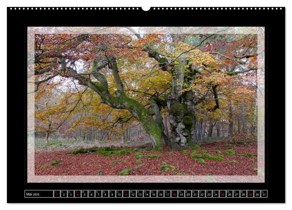 Zauberwald HALLOH (CALVENDO Wandkalender 2025)