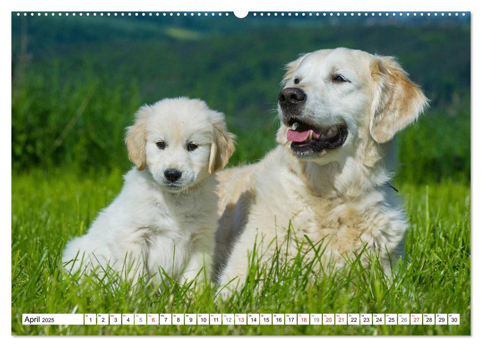 Das Glück hat einen Namen - Golden Retriever (CALVENDO Premium Wandkalender 2025)