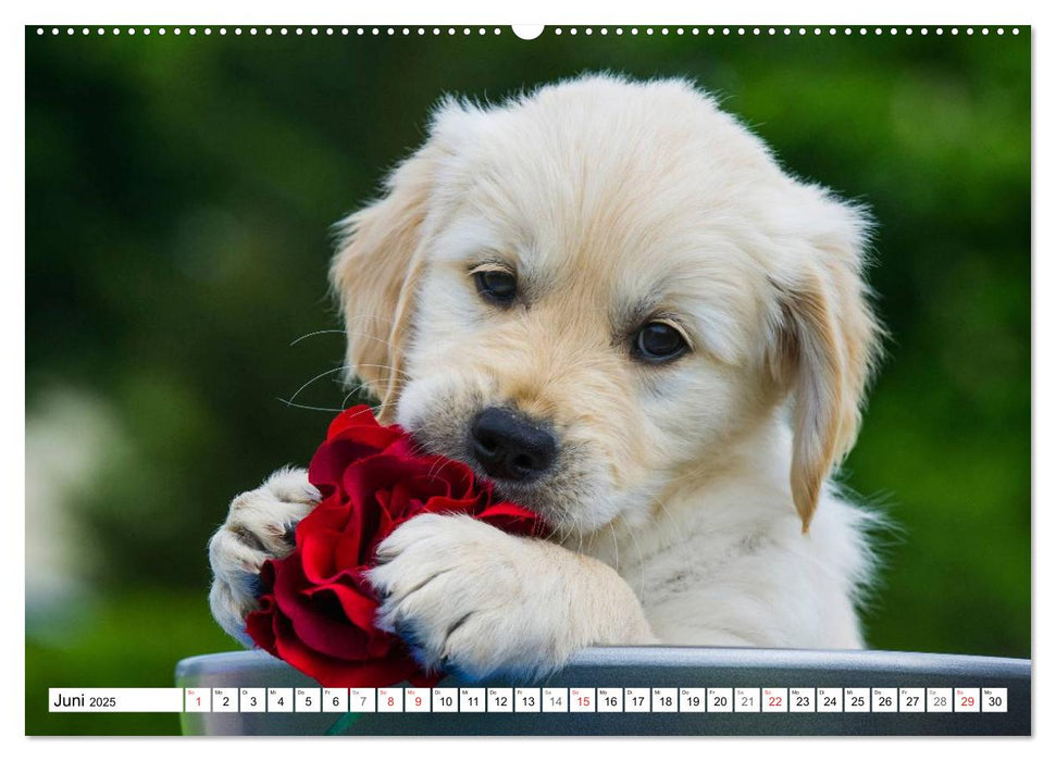 Das Glück hat einen Namen - Golden Retriever (CALVENDO Premium Wandkalender 2025)