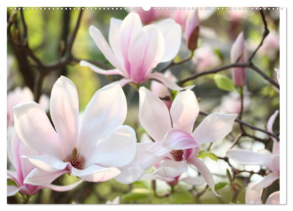 Magnolienblüte (CALVENDO Premium Wandkalender 2025)