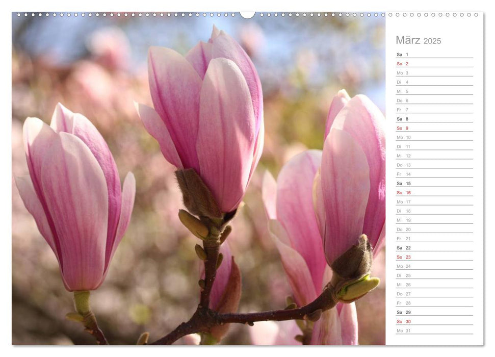 Magnolienblüte (CALVENDO Premium Wandkalender 2025)