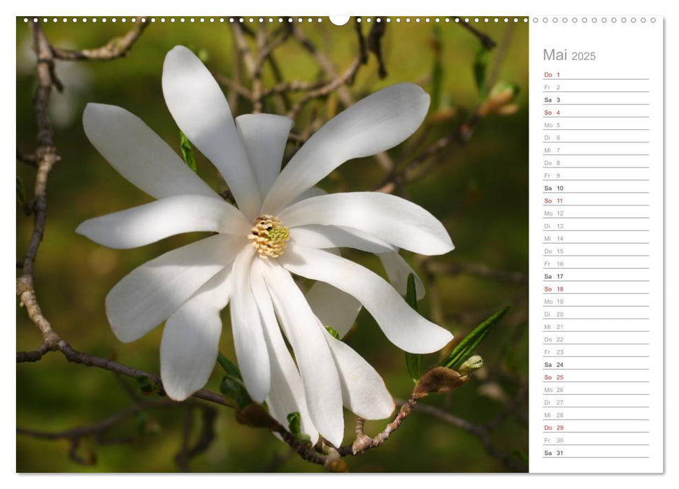 Magnolienblüte (CALVENDO Premium Wandkalender 2025)