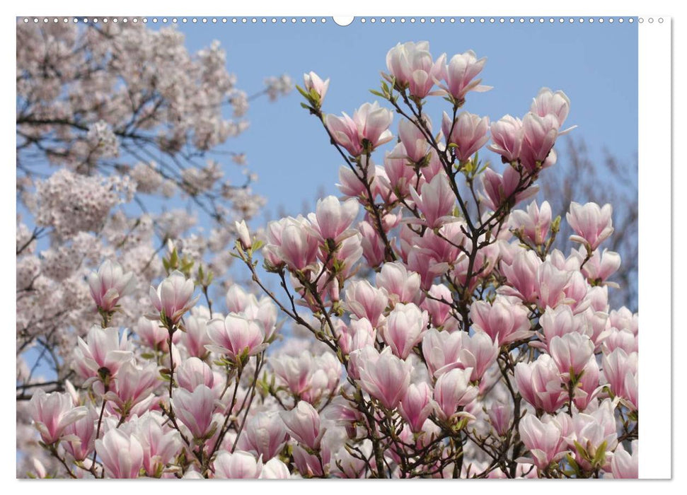 Magnolienblüte (CALVENDO Premium Wandkalender 2025)