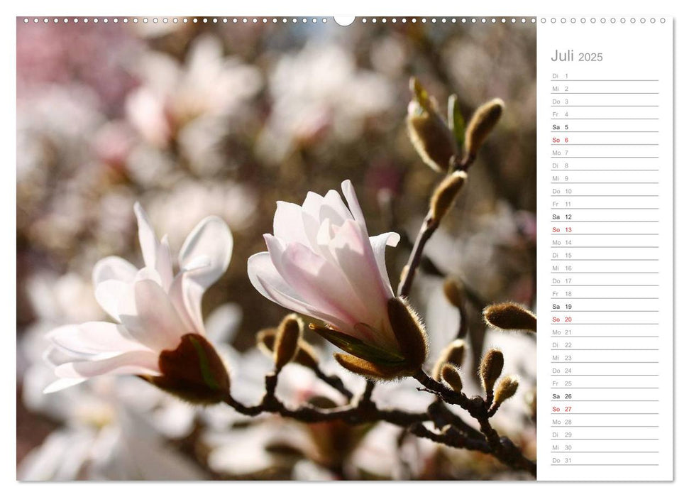 Magnolienblüte (CALVENDO Premium Wandkalender 2025)