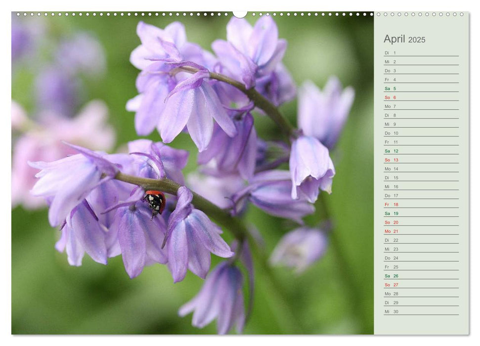 Liebenswerte Glöckchen (CALVENDO Premium Wandkalender 2025)